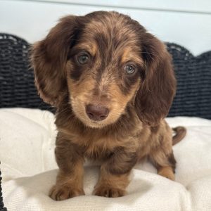 Roscoe - Male