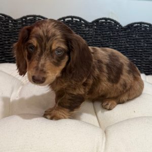 Roscoe - Male - Image 4