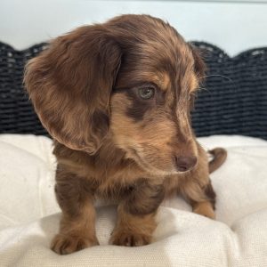 Alternative view of Roscoe - Male