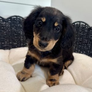 Ryder - Male