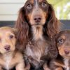 Dachshund Obsession, responsible breeder in New South Wales - RightPaw