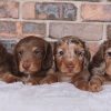 KR Mini Dachshunds, responsible breeder in Queensland - RightPaw